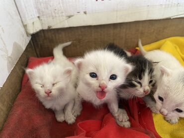 черные котята: Мышык бекер берилет: Породасыз, Ургаачы