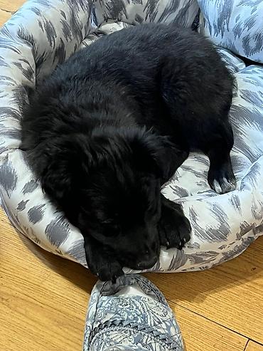 Отдам даром собаку: Собака даром: Дворняжка, 2 месяца, Самка — 9