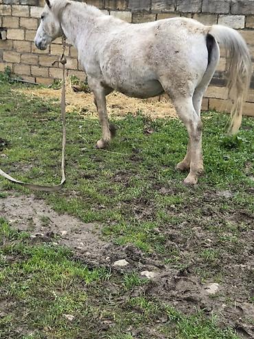 Atlar: Dişi, il: 7 — 6