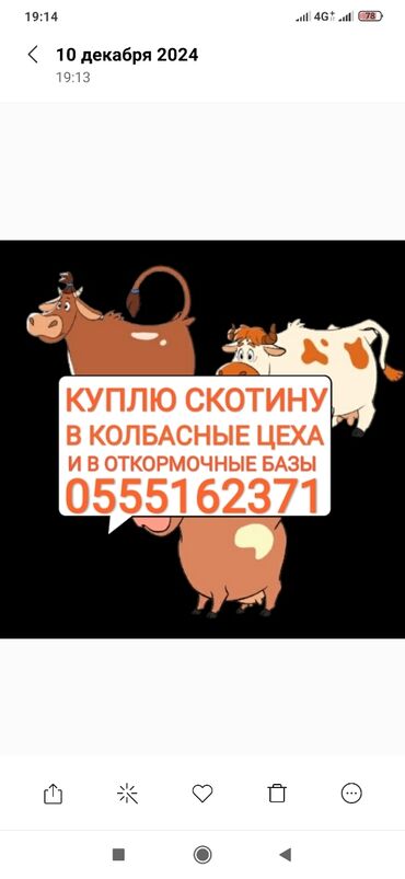 продаю несушки: Куплю | Лошади, кони, Коровы, быки | Круглосуточно, Самовывоз, Откормленные