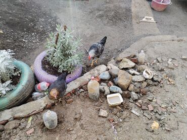 Uzunmüddətli kirayə evlər: 32 kv. m, 2 otaqlı, Qaz, İnternet, Artezian quyusu — 1