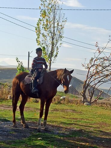 продажа лошадей в россии орловский рысак: Лошади, кони