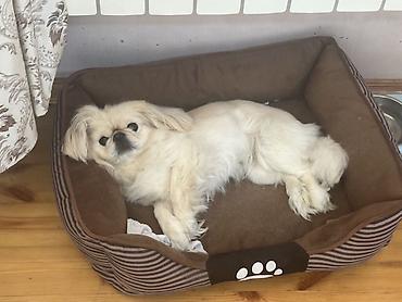 balonka it satilir: Pekines, 4 il, Dişi, Pulsuz çatdırılma, Ünvandan götürmə — 3