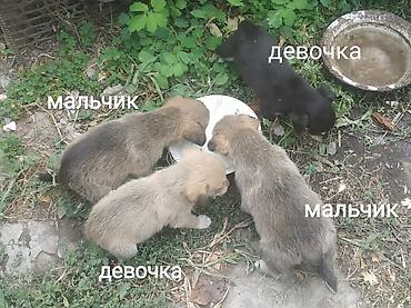 лайка щенки: Щенки повзрослели, едят то же что взрослые, умеют тяфкать. Два — 1
