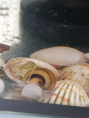 Аквариумы: Аквариумные улитки «Спикси“» - Вид: пресноводные улитки спикси с — 3