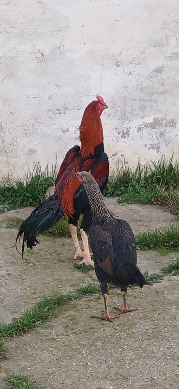 Toyuqlar: Toyuq, Damazlıq, Ödənişli çatdırılma — 6