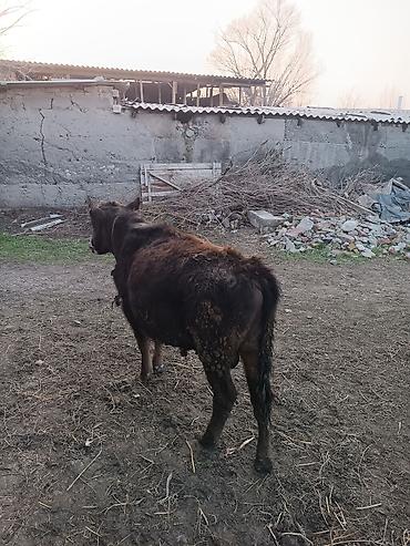 Коровы, быки: Продаю | Бык (самец) | Абердин-ангус | На откорм | Искусственник — 3