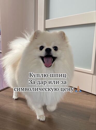 машинка для стрижки животных: Шпиц, 4 года, Самка