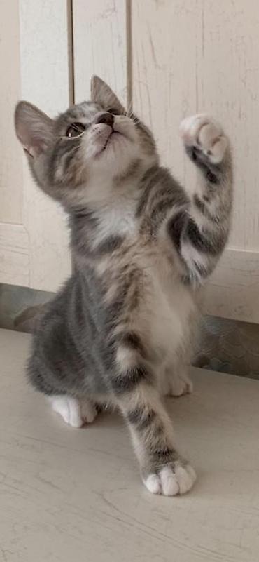 Продажа кошек: 🐱❤️ Малыши в поисках дома! Посмотрите на эти мордашки — каждому из них — 5