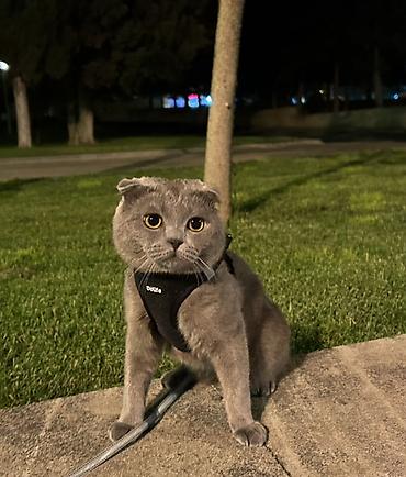 cutlesme pisik: Şotland yastı qulaq, Erkək, Cütləşmə üçün — 3