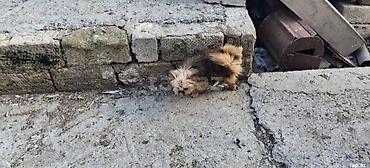 it sekli: Bolonka, 11 ay — 4