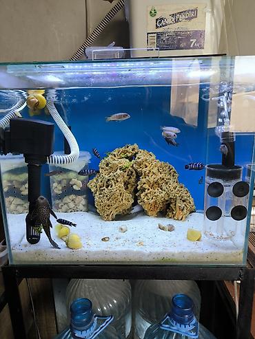 quppi baliqlari: Akvarium Ölçüsü 50/40/40 Daxili Motoru Hava Motoru Pipo filtiri — 1