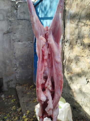 Ət: Dovşan eti halal kesilmiş halal ceki 1 ededi gelir 1k.800q. 1k.500q -da lalafo.az — 30 Ət: Dovşan eti halal kesilmiş halal ceki 1 ededi gelir 1k.800q. 1k.500q — 30