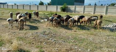 Бараны, овцы: Продаю | Баран (самец) | Арашан | Осеменитель