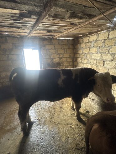 Inəklər, öküzlər: Inəklər öz qapimizin heyvnalradir saf qan simental balalari ilə — 7