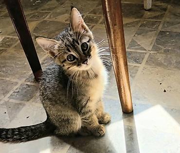 бенгальская овчарка: Бенгальская, 1 месяц, Девочка, Рыжий, Приучена к лотку, Проглистована — 1