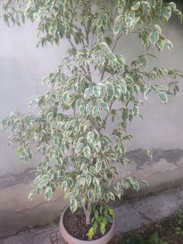 продам фикус: Продается дерево Бенжамина