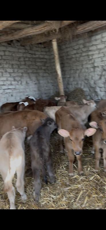 Dana, buzov: Satışda: dana balaları - Növ: yerli cins ətlik/südlük istiqamətə — 32