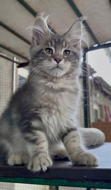 черный мейн кун: Мейн-куны — породистые котята серебристо-дымчатых окрасов. Описание — 6