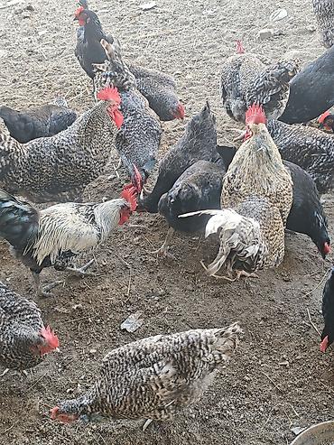 Digər kənd təsərrüfatı heyvanları: Xarkov xoruzlardir. Minimum 2.5 maksimum 4.2 4.5 çəkiləri var. Diri — 3