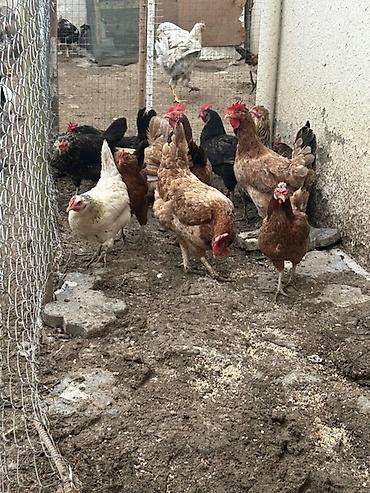 brama toyuqları: 13 denedi real alcya endrim olcaq barter yoxdu — 3
