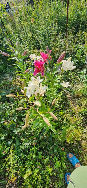 Продажа домов: Дача, 100 м², 4 комнаты, Свежий ремонт — 4