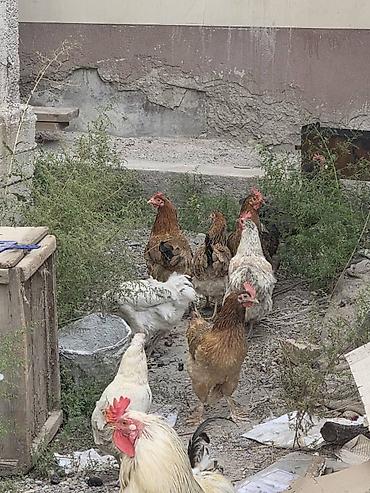 С/х животные и товары: Продаю | Куры | Домашняя | Для разведения — 3