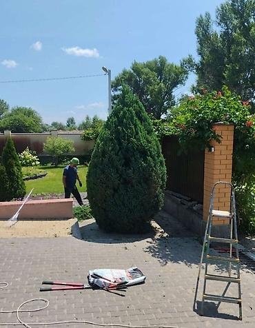 Другие услуги: Стрижка травы Стрижка газона Стрижка Изгороди Садовник с опытом — 16