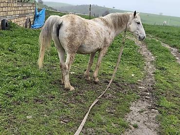 Atlar: Dişi, il: 7 — 10