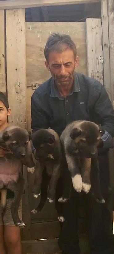kangal satilik: Kanqal, 2 ay, Erkək, Peyvəndli, Rayonlara çatdırılma, Ünvandan götürmə, Ödənişli çatdırılma — 6