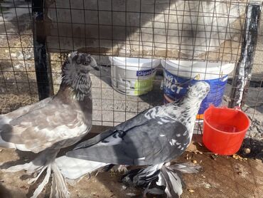 Другие с/х животные: Породные голуби с «чубом» и мощным зобом (дутыши/крякуны), окраска — 24