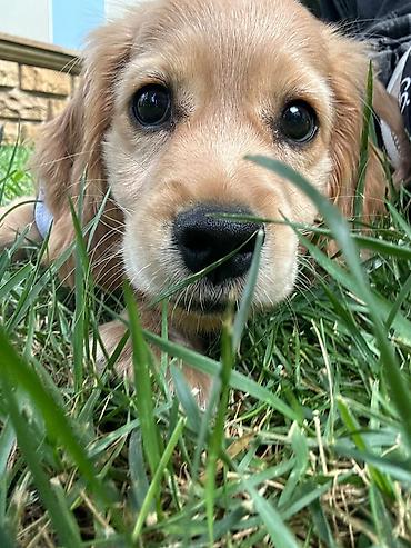 adamcıl it: Labrador-retriver, 2 ay, Erkək — 5