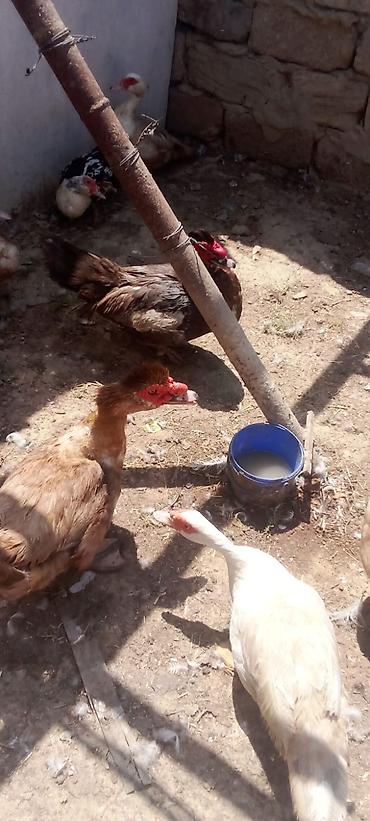 kirpi satisi: Satış: qaz və ördək sürüsü Təsvir: - Təsərrüfatda yetişdirilən qaz və — 6