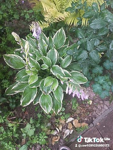 Другие садовые цветы и кустарники: Ново Покровка — 6