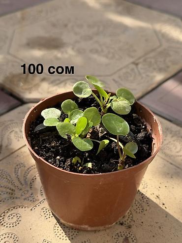 Продаю домашние растения в горшках - Пилея (Pilea peperomioides)