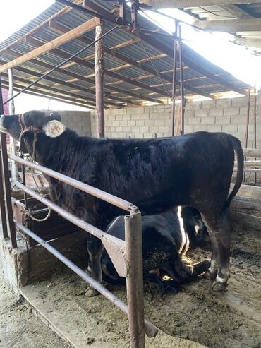 рабочая виза в корею для граждан кыргызстана 2018: Сатам | Уй (ургаачы) | Көбөйтүү үчүн