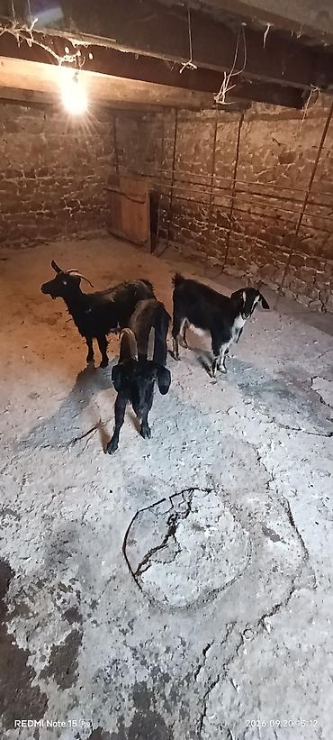 kənd təsərrufatı heyvanları: Yerli keçilər – 3 baş sağlam sağılırlar Məhsul təsviri: - Şəkillərdə — 1