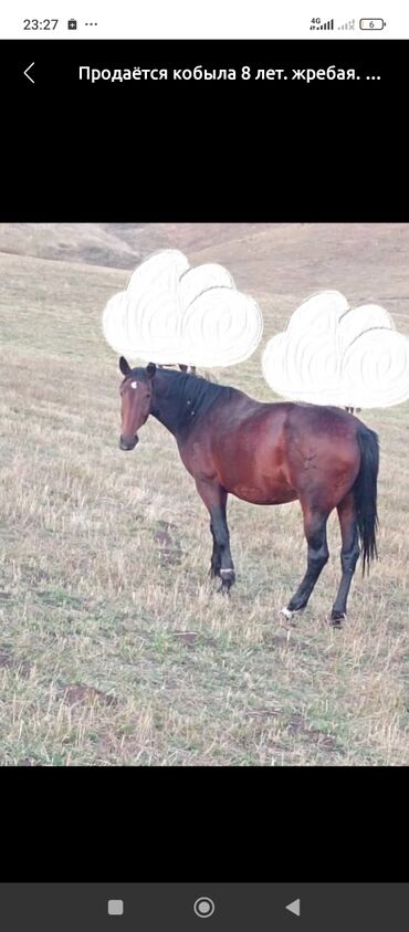 продам домик для кошки: Продаю | Кобыла (самка) | Для разведения | Племенные