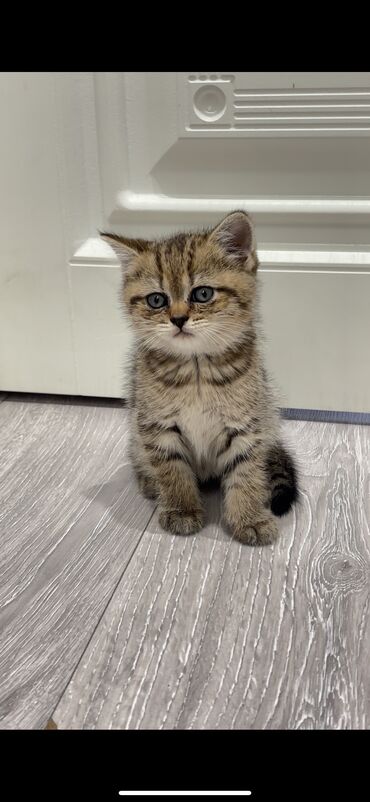 oğlan pişik adları: Tabbi, Dişi, Yaxşı əllərə, Ünvandan götürmə, Ödənişli çatdırılma