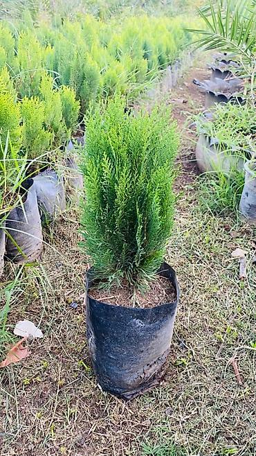 Şitillər: Thuja (konik/qədim kiparis) şitili – qara polietilen torbada — 7