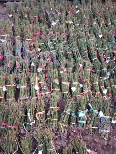 Садовые цветы и кустарники: Саженцы цветка: Розы, Бесплатная доставка, Самовывоз — 3