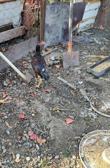 сколько стоит британский котёнок: Lari xoruzlar satilir biri 35 manat ! banlamirlar . 4 ayliqdilar