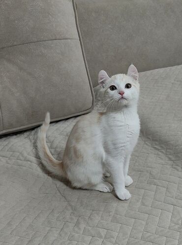 Продажа кошек: Американский кёрл, 3 месяца, Мальчик, Белый, Приучена к лотку — 12