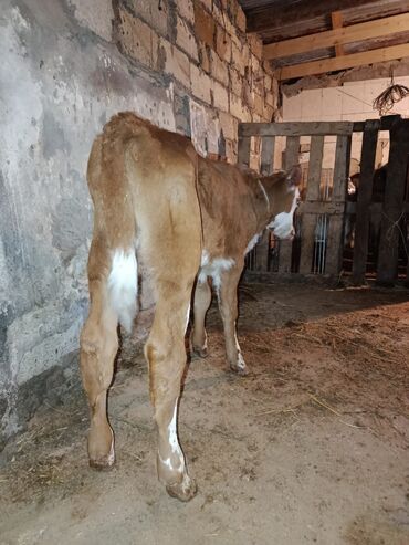 bmw 8 серия 840ci at: Saf qan simental erkək buzov. Anası şəkildə gördüyünüz simentaldı. 1