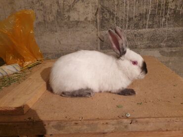 Декоративные кролики: Продам декративний кролик корм,клетка,посуда для кролика 🐇 парода