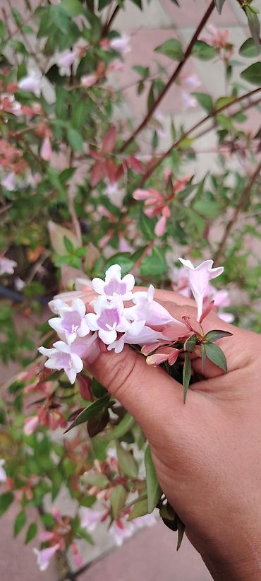 akvaryum bitkileri: Abeliya (Abelia x grandiflora) bəzək kolu – məcməyi şəkilli açıq — 1