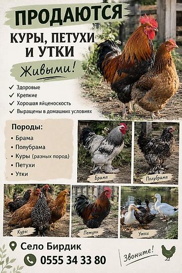 пахтанын кг канча сом: Сатам | Тооктор | Брама | Көбөйтүү үчүн — 1