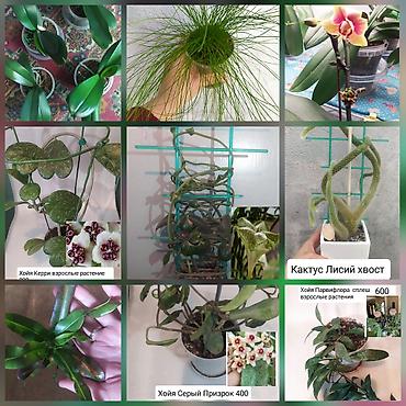 Другие комнатные растения: Продаю цветы — 1