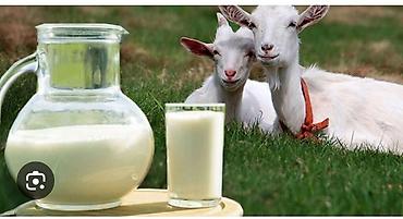 купить творожный сыр: Козье молоко — натуральный фермерский продукт - Свежевыдоенное козье — 1