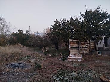 бишкек продаю дом село теңдик: 5 бөлмө, 54 м², 8 соток, Түп, Менчик ээси — 4
